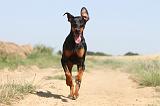 DOBERMANN 578